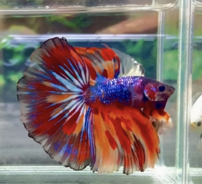 betta1137