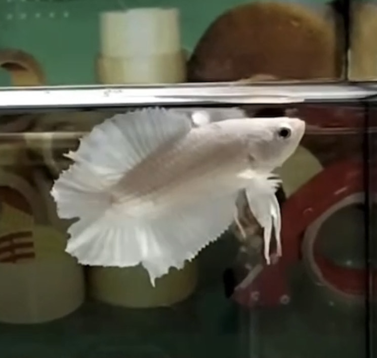 betta1139