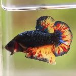 betta1138