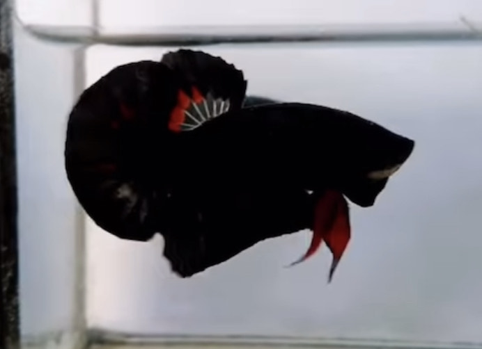 betta1138