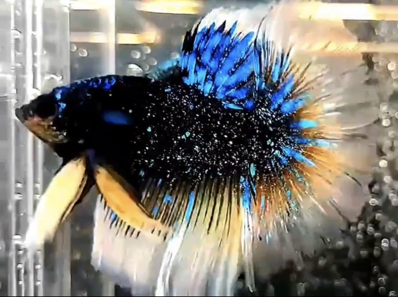 betta1144