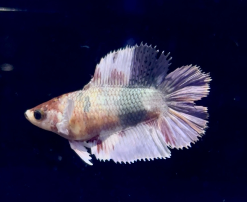 betta1146