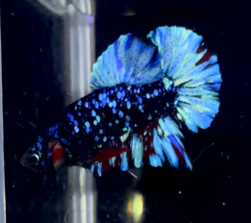 betta1150