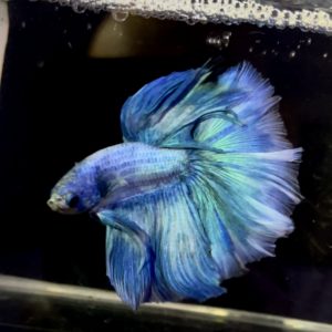 betta1149
