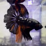 betta1152