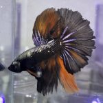 betta1152