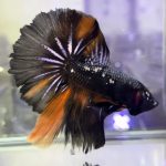 betta1152