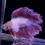 betta1156