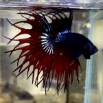 betta1155