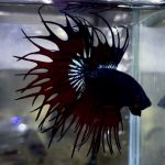 betta1155