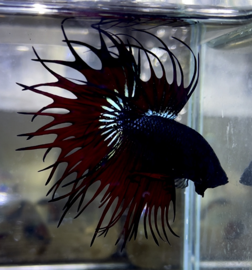 betta1155