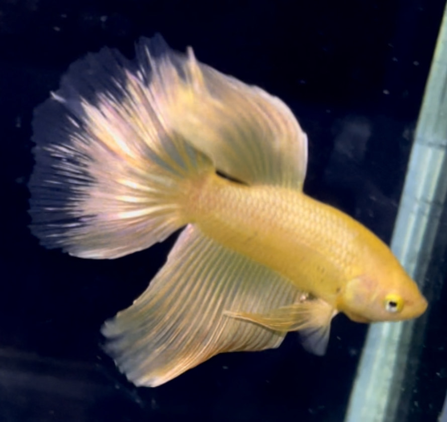 betta1160