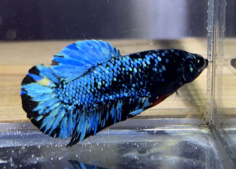 betta1168