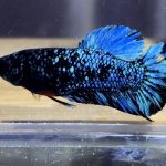 betta1168