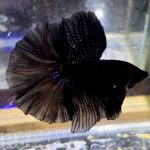 betta1164