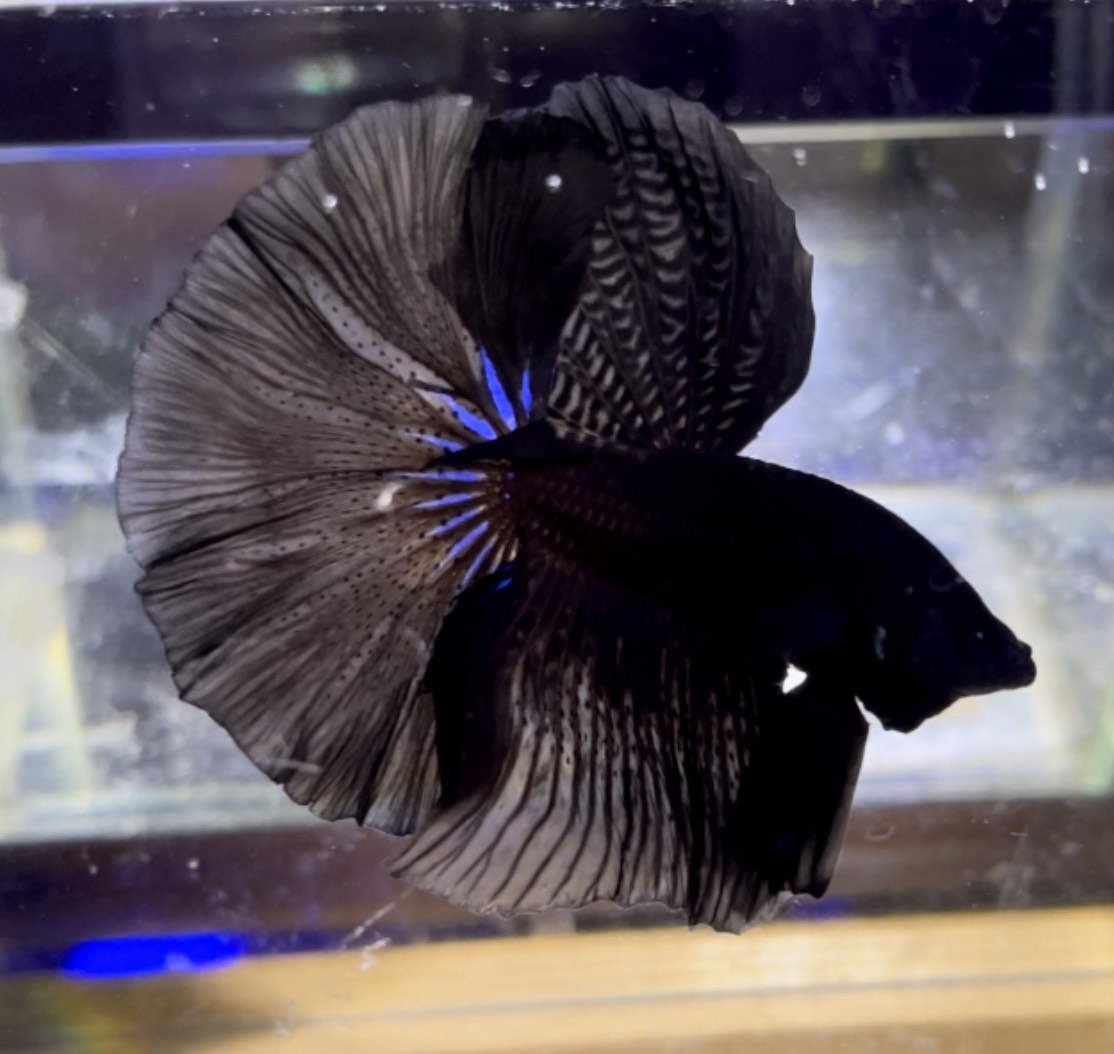 betta1164