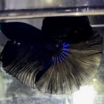 betta1164