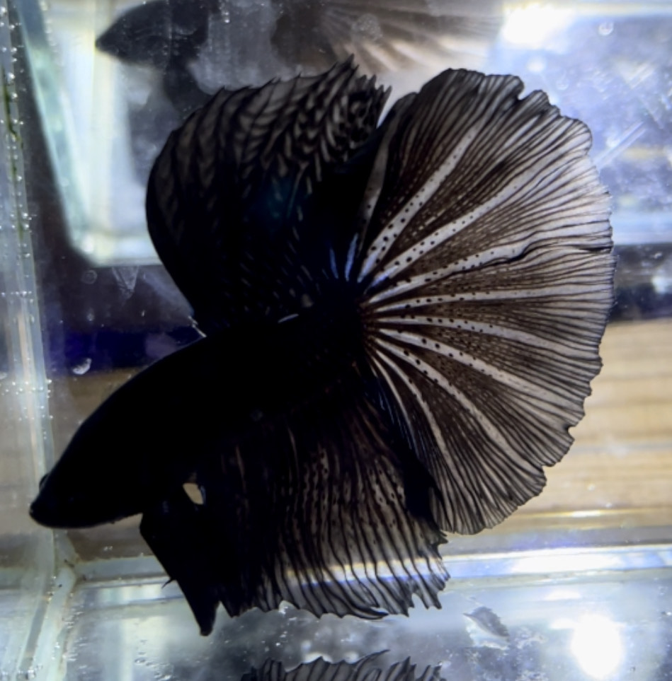 betta1165