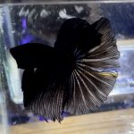 betta1165