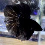 betta1165