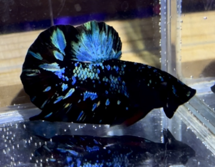 betta1166