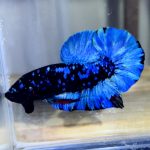 betta1167