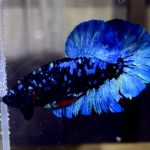 betta1167