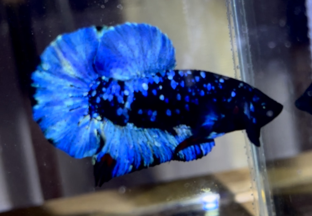 betta1167