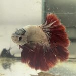 betta1169