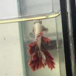 betta1169