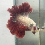 betta1169