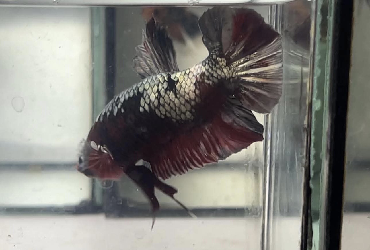 betta1171