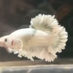 betta1178