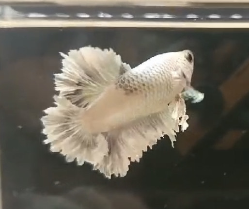 betta1178