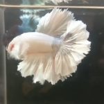 betta1177