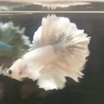 betta1177