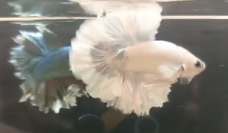 betta1177