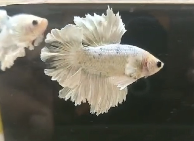 betta1175