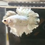 betta1175