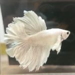 betta1176