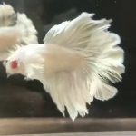 betta1176