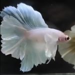 betta1173