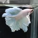 betta1173