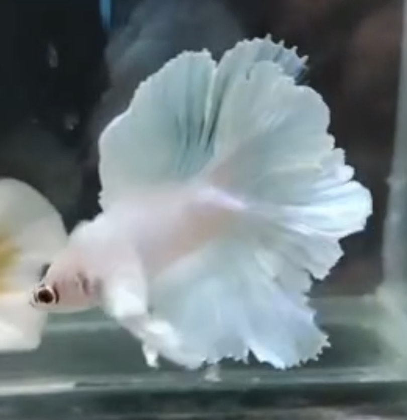 betta1173