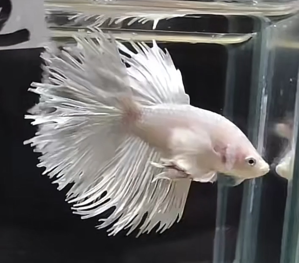 betta1172