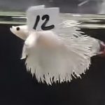 betta1172