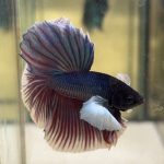 betta1180