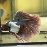 betta1181