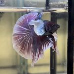 betta1181