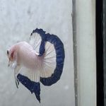 betta1185